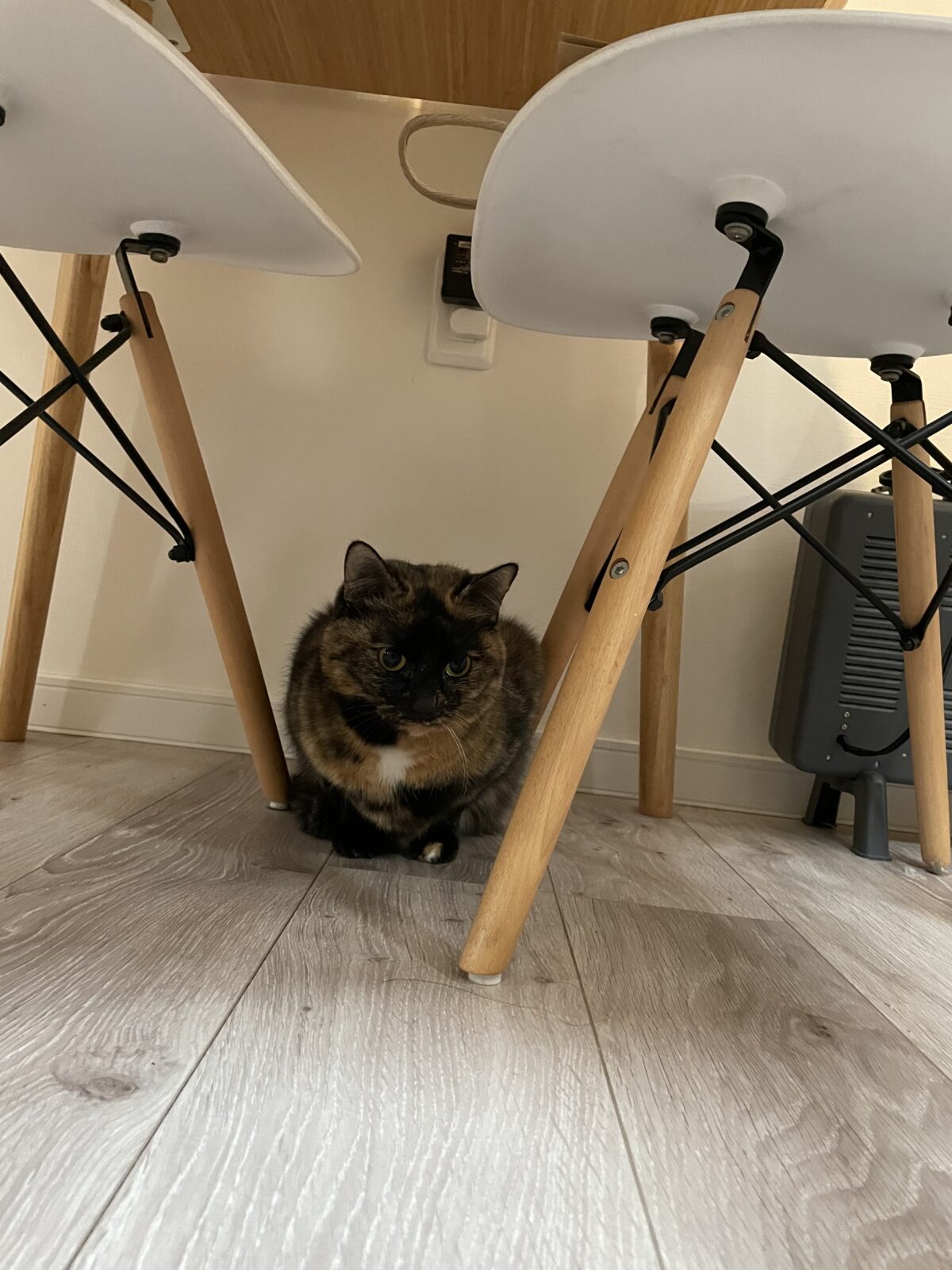 【千葉市・猫】ことちゃん、こうくんのお世話報告