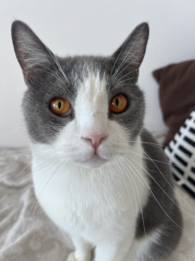 ペットシッター　吹田市　ブリティッシュショートヘアのリアンくん