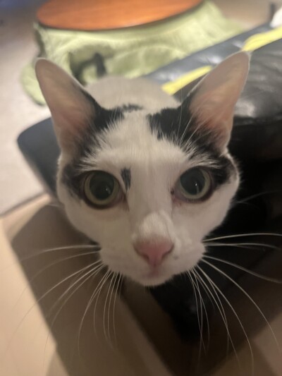 久しぶりのお世話🐈🐈♪