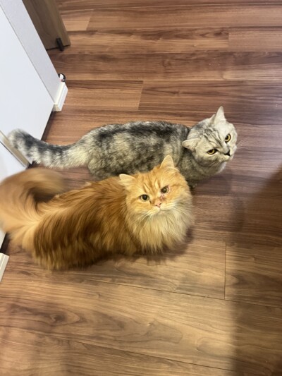 猫ちゃんのお世話