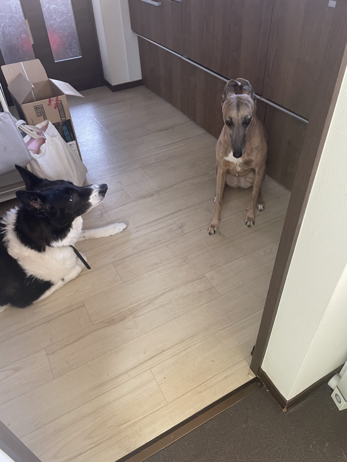 【八千代市・犬】ヨナちゃん、サラちゃんのお世話報告