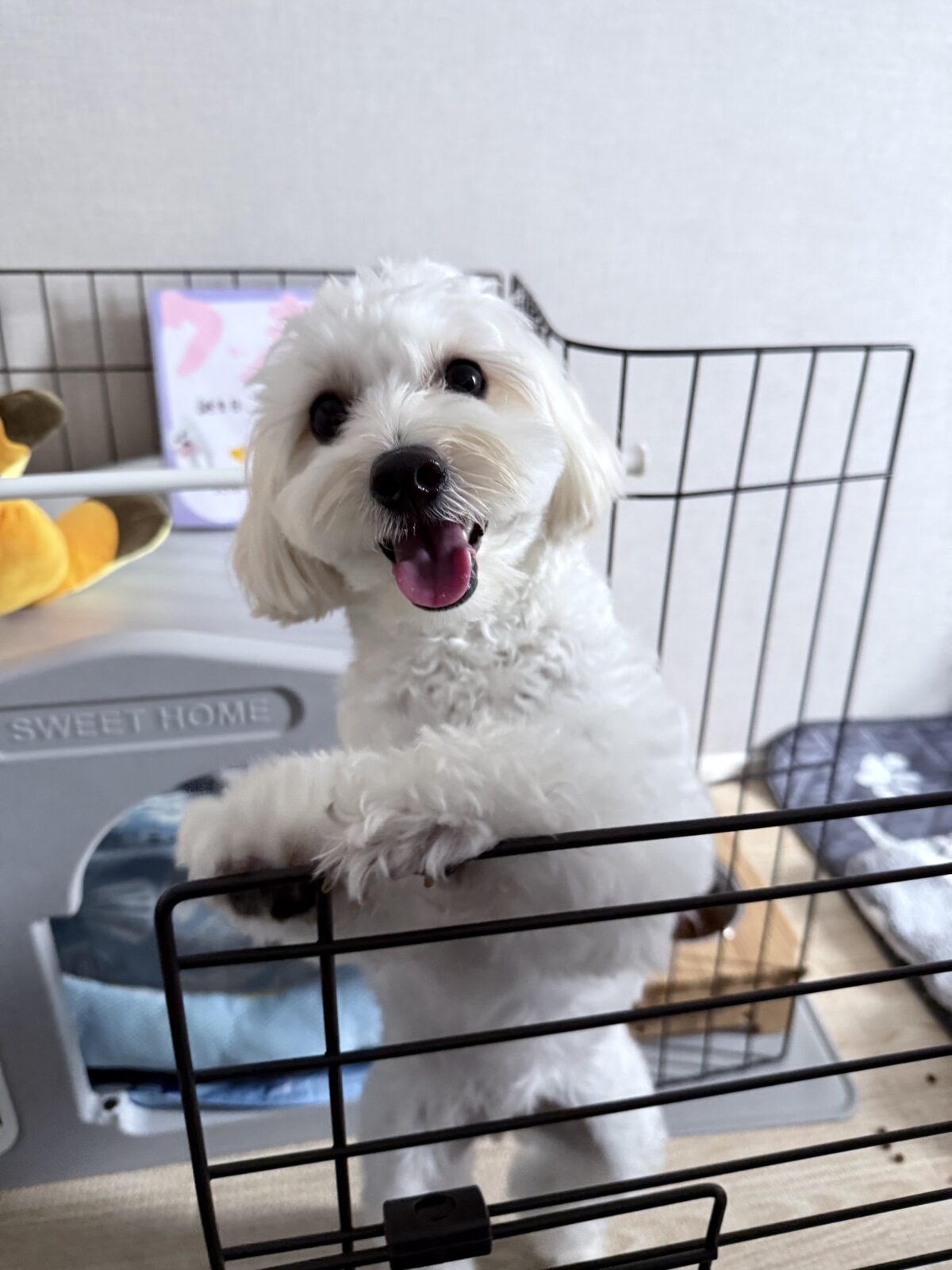 大井町　クッキーちゃん