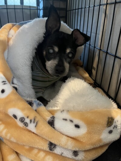 シニア犬のお世話