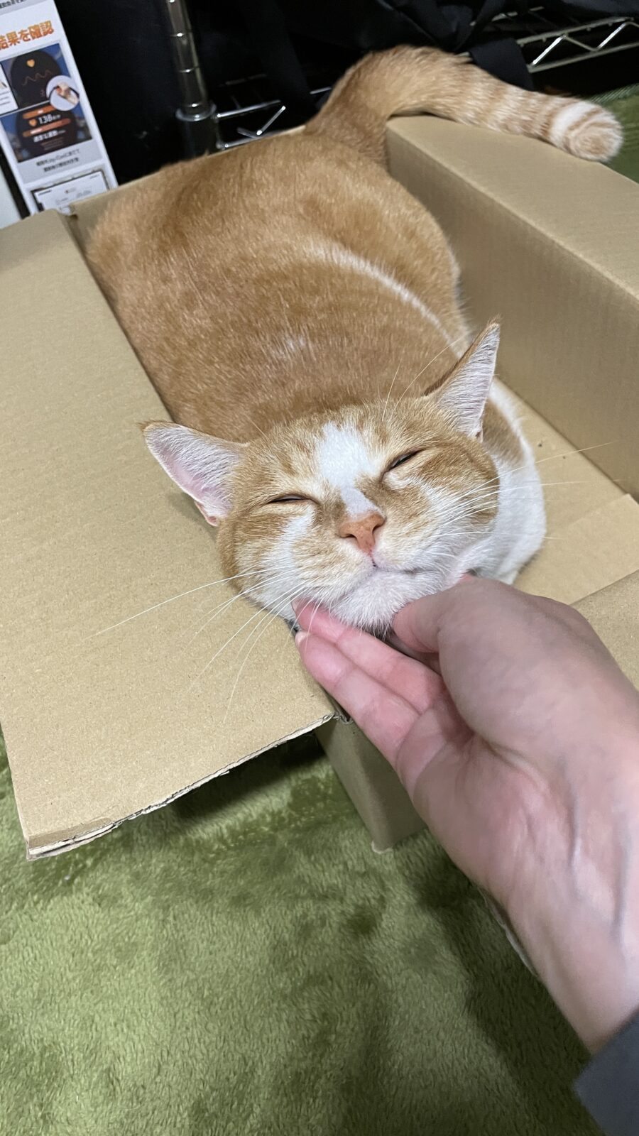 🐱ゴロゴロ〜💞🐱