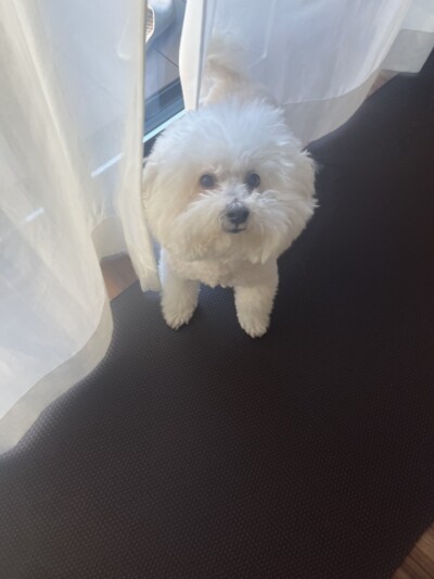 ビジョンフリーゼのお世話