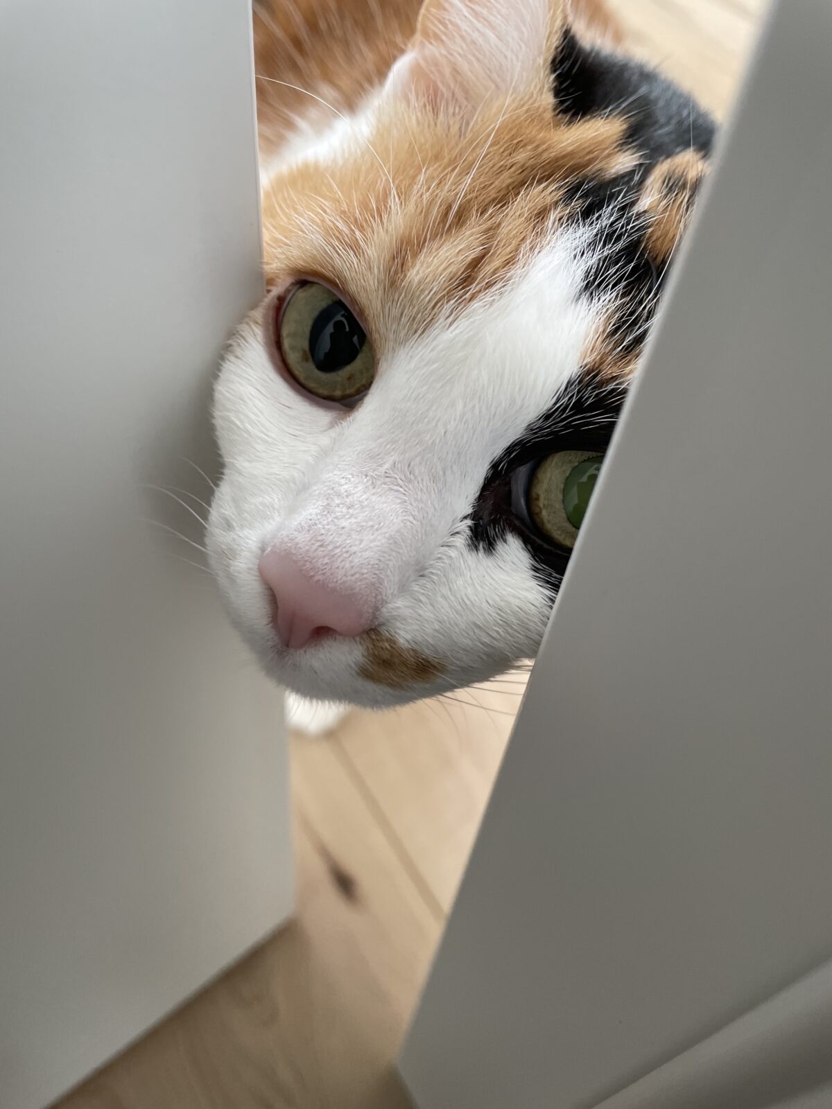 【船橋市・猫】エリーちゃんのお世話報告