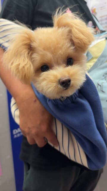 【犬とインコのペットシッター】チューちゃんのご家族から