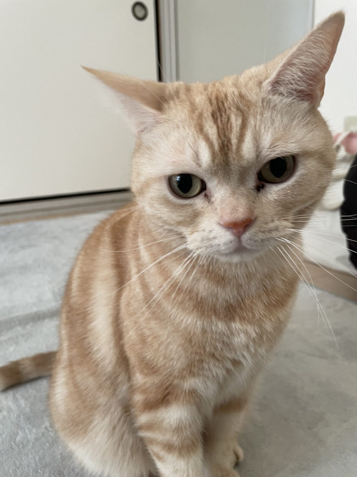 【船橋市・猫】キビくんのお世話報告