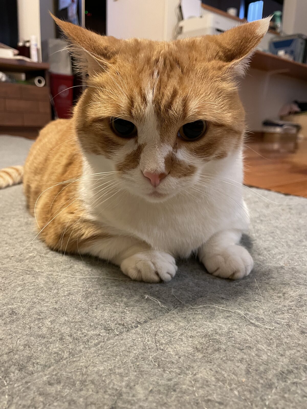 【船橋市】むさしくんのお世話報告