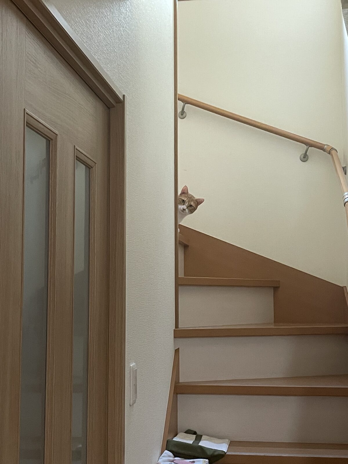 【習志野市・猫】ちゃいちゃんのお世話報告