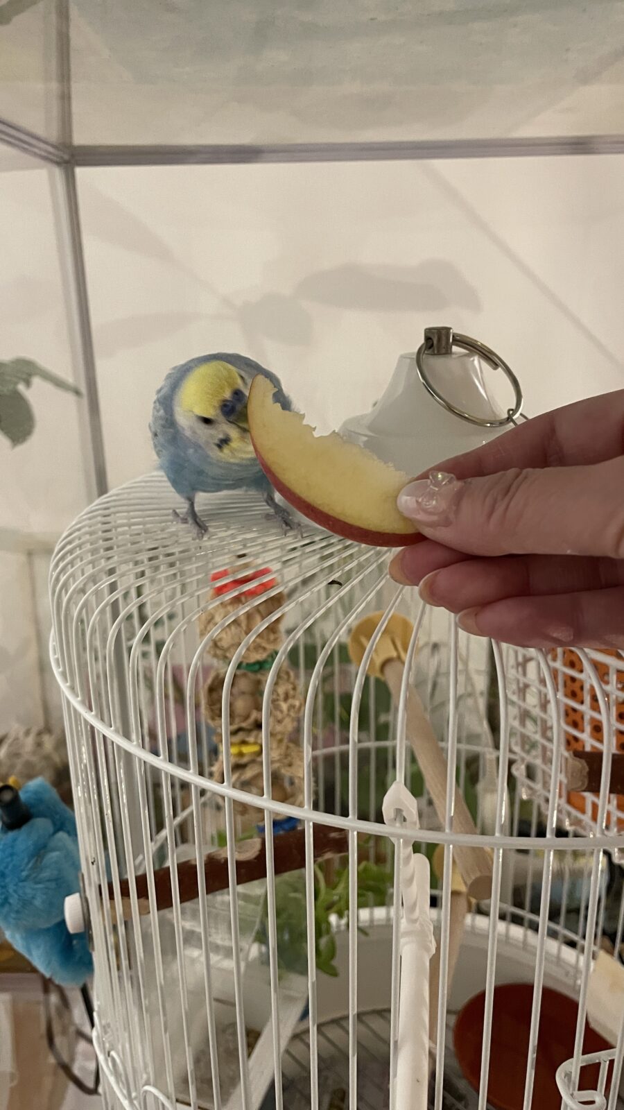 🦜ダンスも上手だね☺️