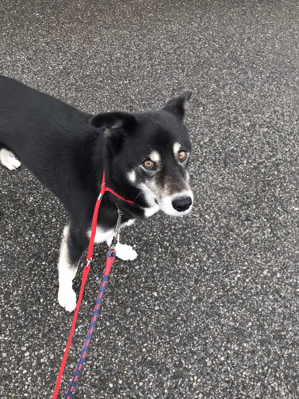 船橋市のちびくん甘えん坊のお散歩です。