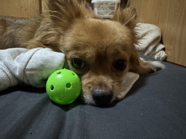 【犬のペットシッター】ハナちゃんのご家族から