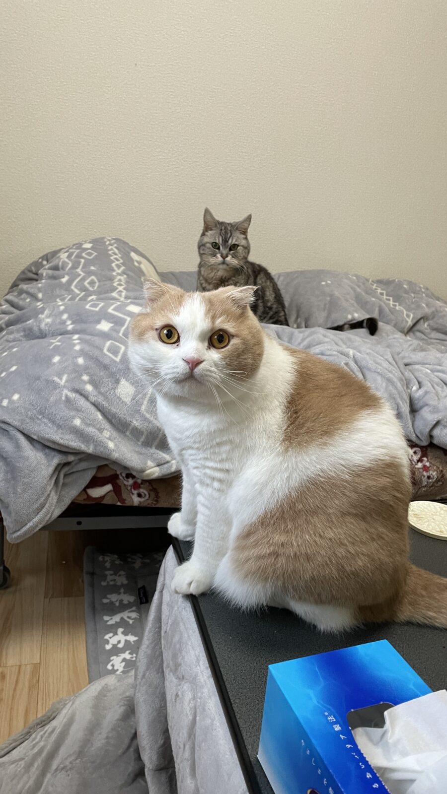 😺まだ、若いもんに負けにゃいぞ☺️