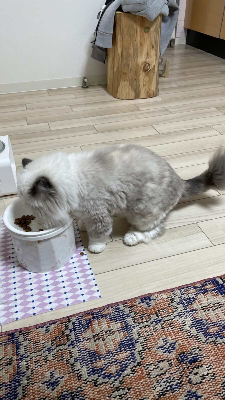 🐱初めましてのお友達🐱