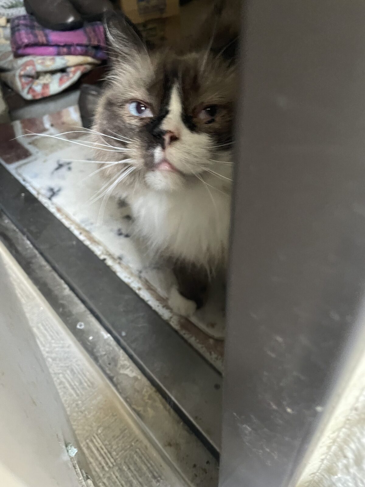 【千葉市・猫】アヤ子ちゃんのお世話報告