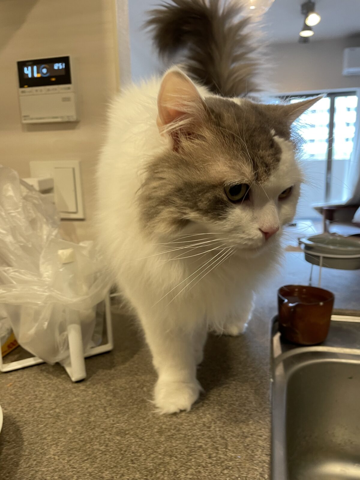 【千葉市】ペーターくんのお世話報告