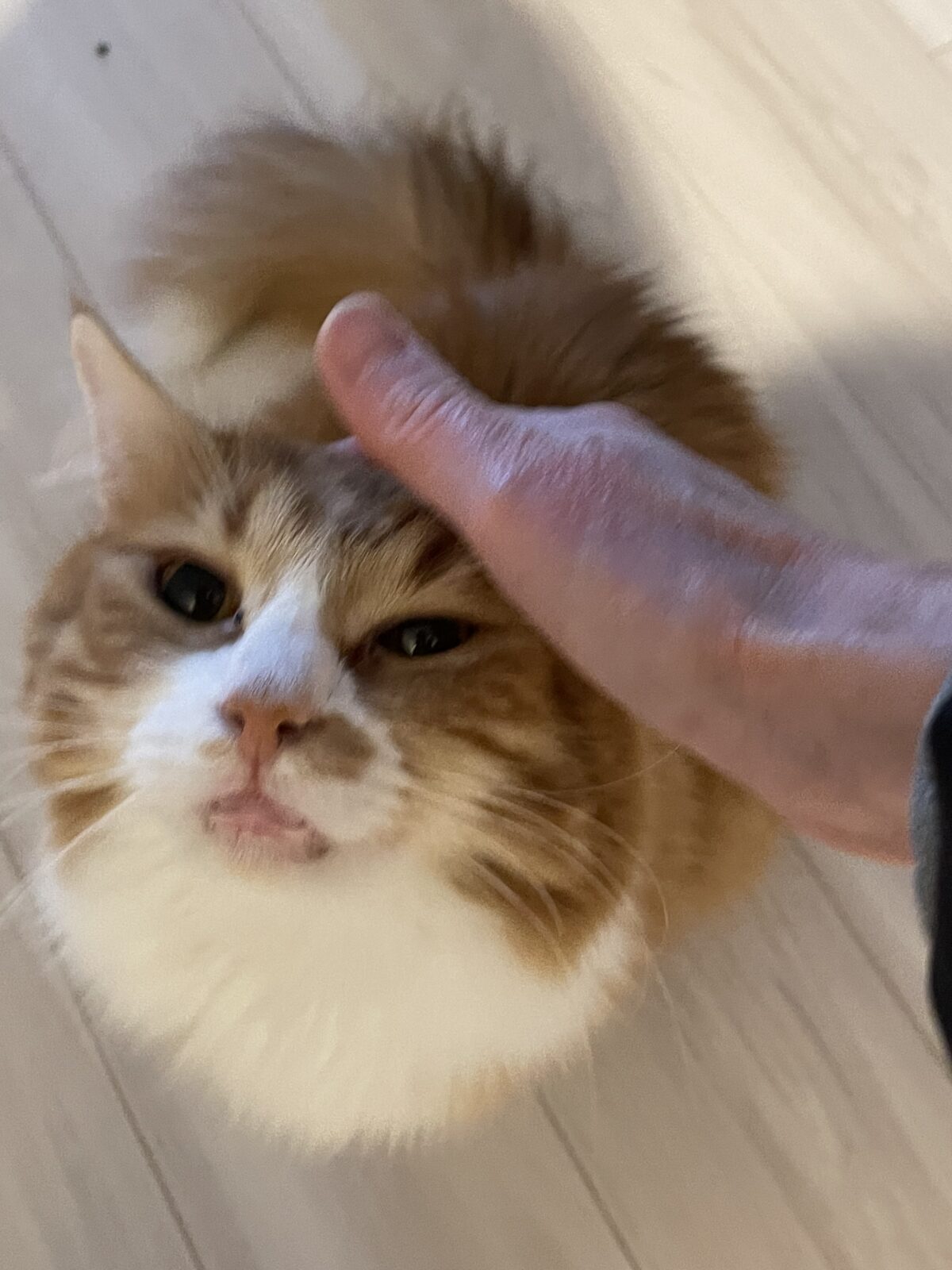 【習志野市】めるちゃんとみるくくんとれおくんのお世話報告