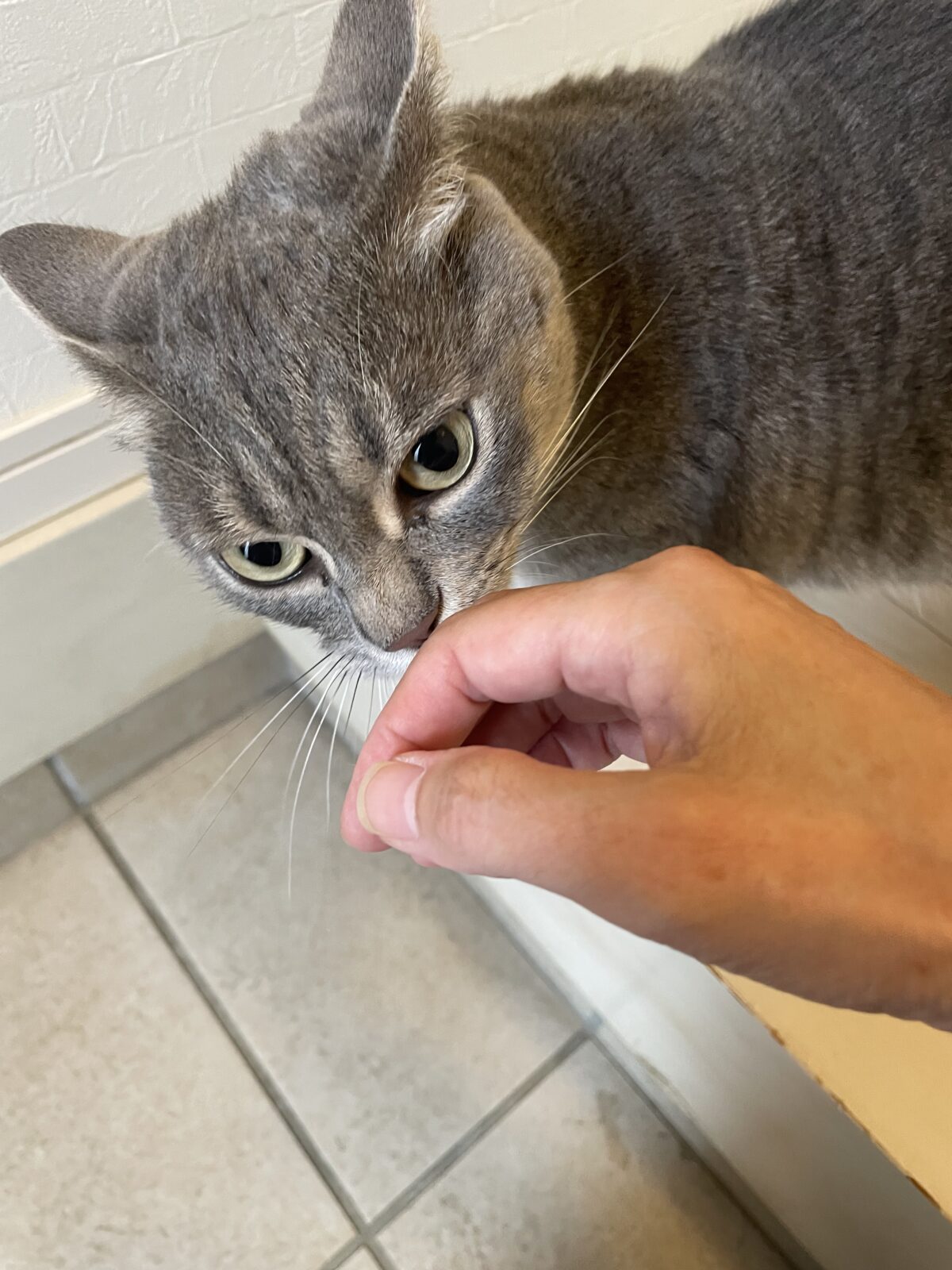 【船橋市・猫】うにゃくんのお世話報告