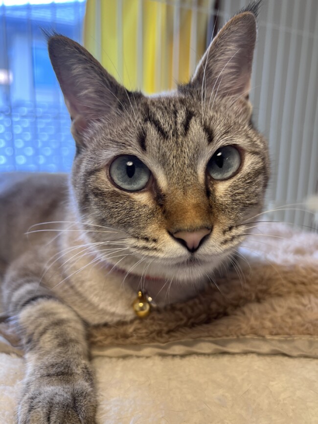 ペットホテル　猫のメイちゃん