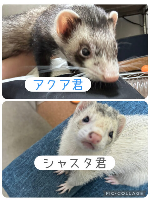 習志野市　アクア君とシャスタ君のお世話