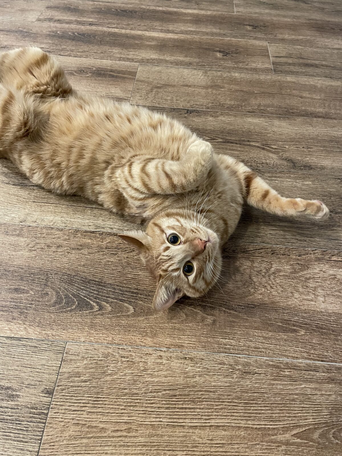 【船橋市】ヌウちゃんとウニくんのお世話報告