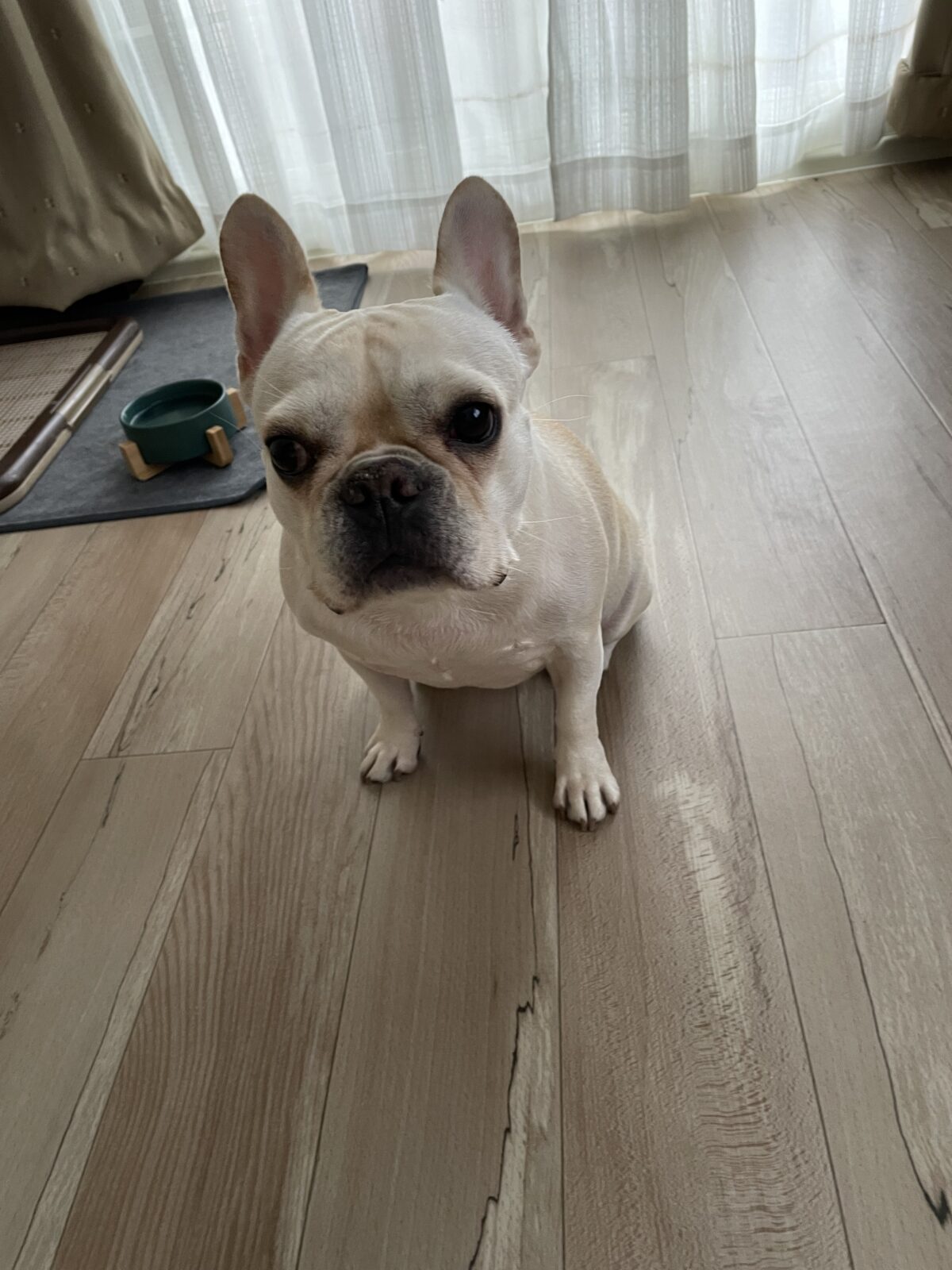 【八千代市・犬】はるちゃんのお世話報告