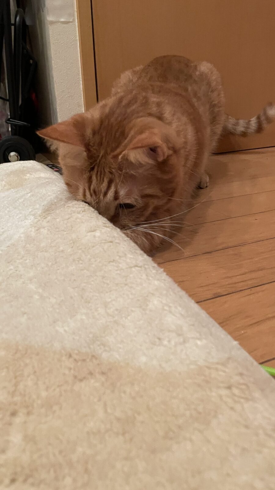 😺順番にあそぼうね☺️