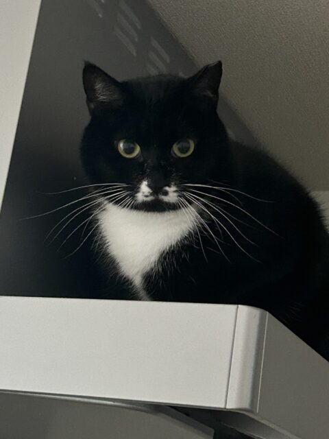 藤沢市　ご新規様　ネコちゃんのお世話♡