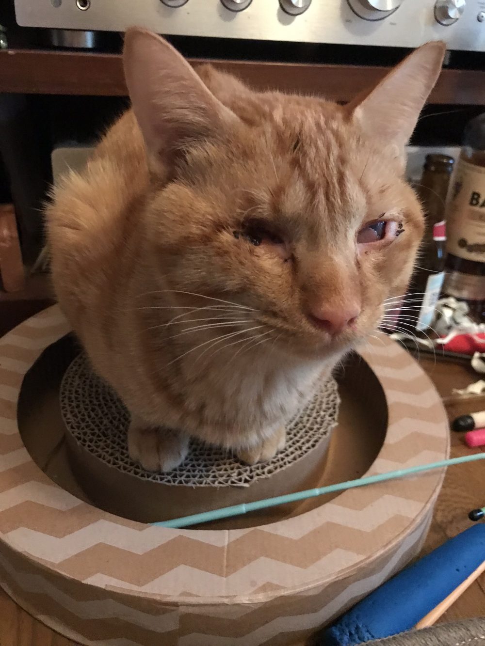 八千代市のモラン君去勢後と左目の術後点眼中とはち君は元気いっぱい(ΦωΦ)