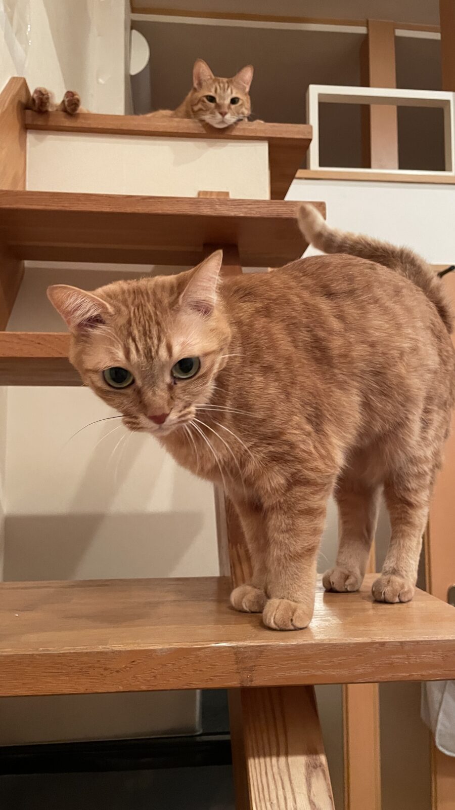 ペットシッター　箕面市　ラグドールのキキアくん　ソマリのすずちゃん　キジ猫のコニャンちゃん