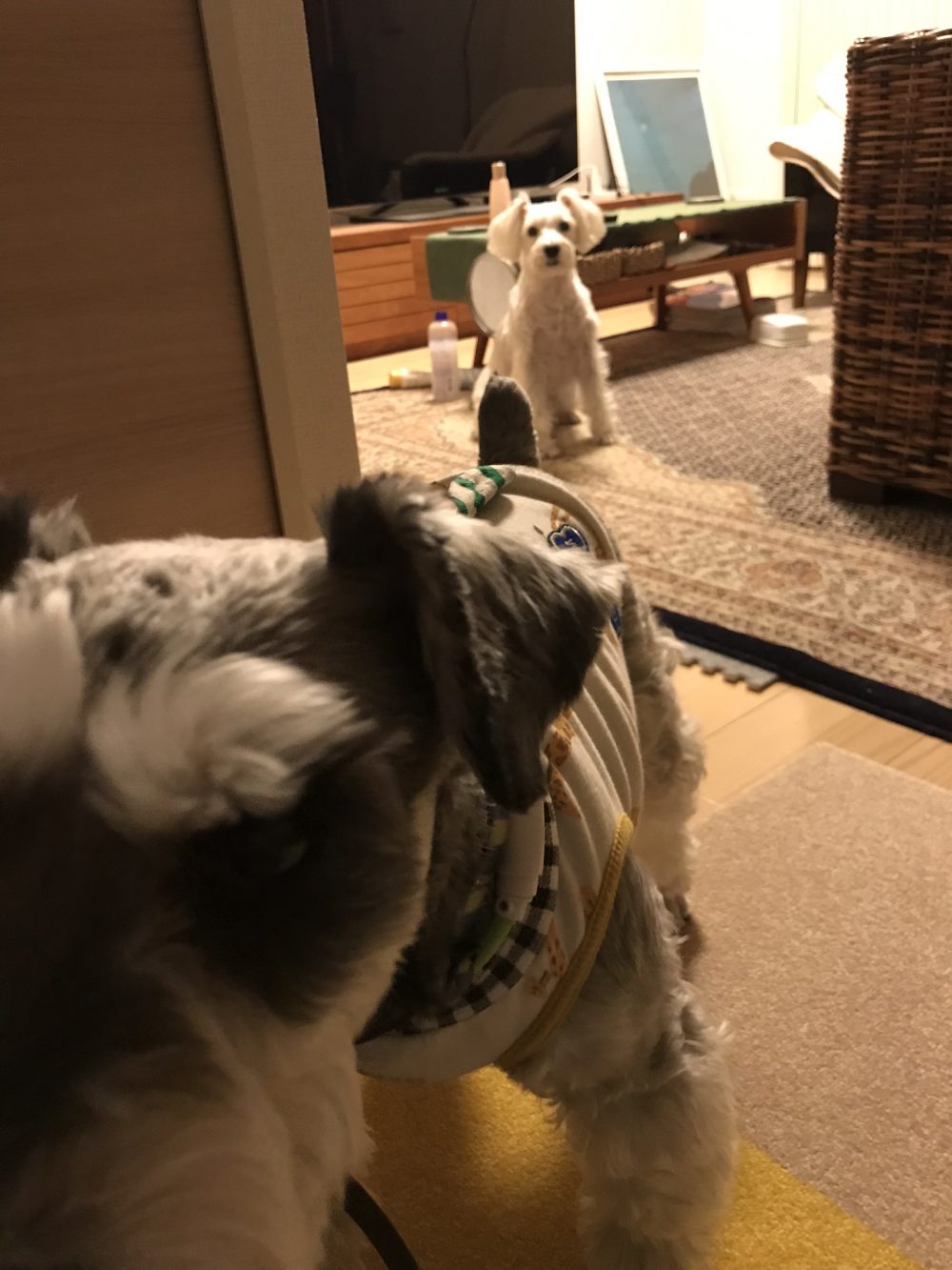 船橋市のミニチュアシュナウザーのルーク君とちゅらちゃんです♪