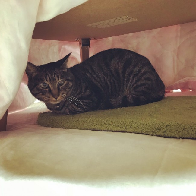 ペットホテル　ヒーター設置