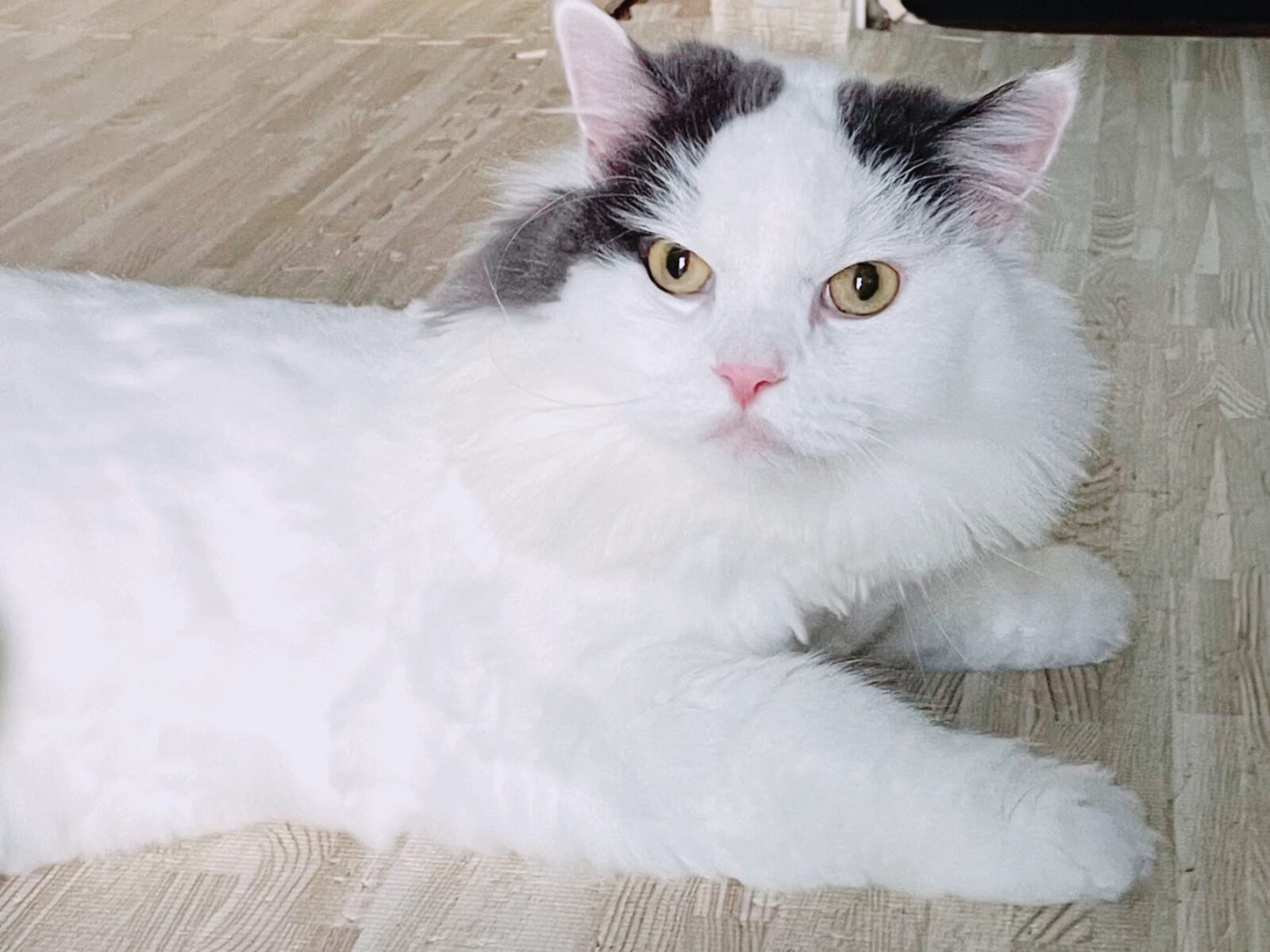 京都市 右京区 ラガマフィンの猫ちゃん