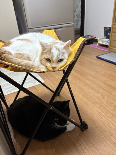 ㊗️ペットシッターひめシラ開業です！！