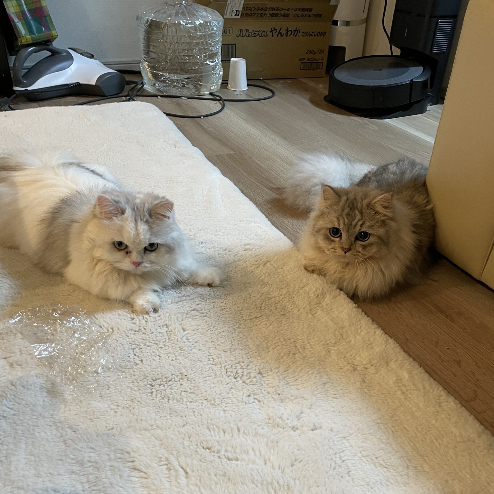 初めましてのお友達🐱🐱🦉