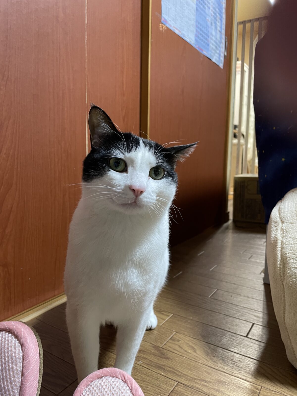 【習志野市】みーちゃんのお世話報告