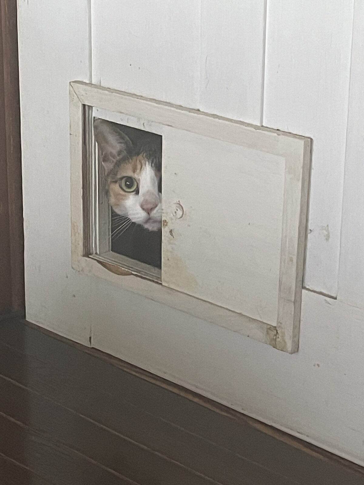 【船橋市・猫】ニコちゃんのお世話報告