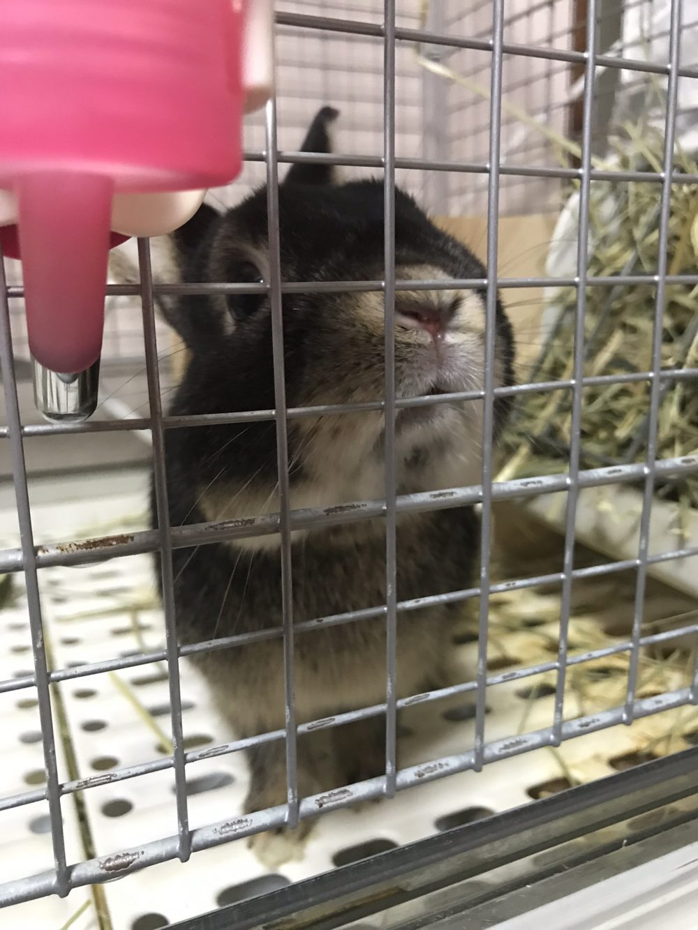 船橋市の初回訪問にてネザーランドドワーフのくーたんです🐇