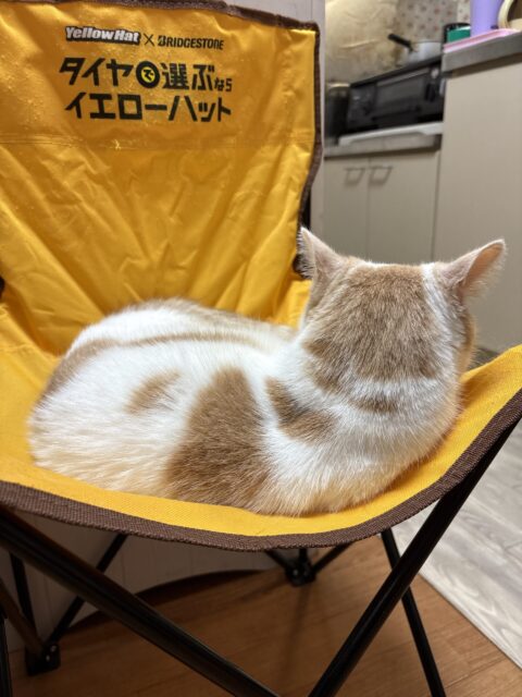 今日のひめシラ