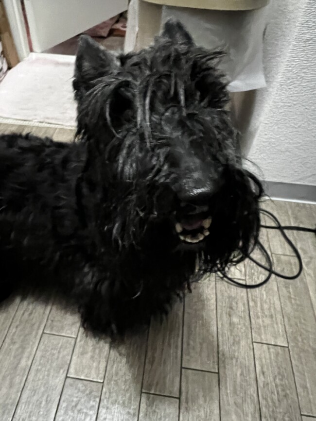 お散歩代行　箕面市　スコティッシュテリア　蓬ちゃん