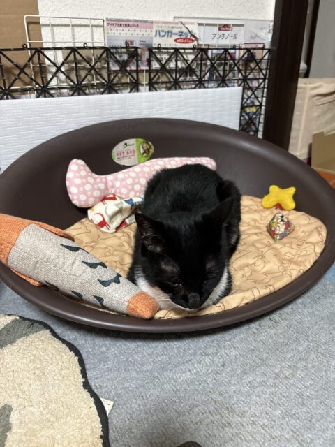 今日のひめシラ