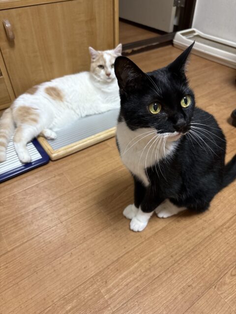 今日のひめシラ