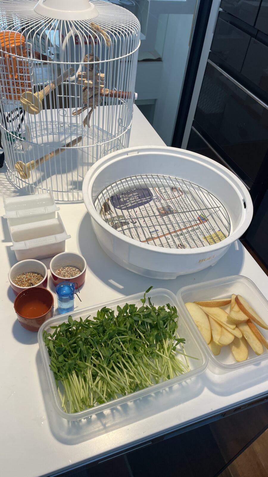 🦜おしゃべり上手だね👏