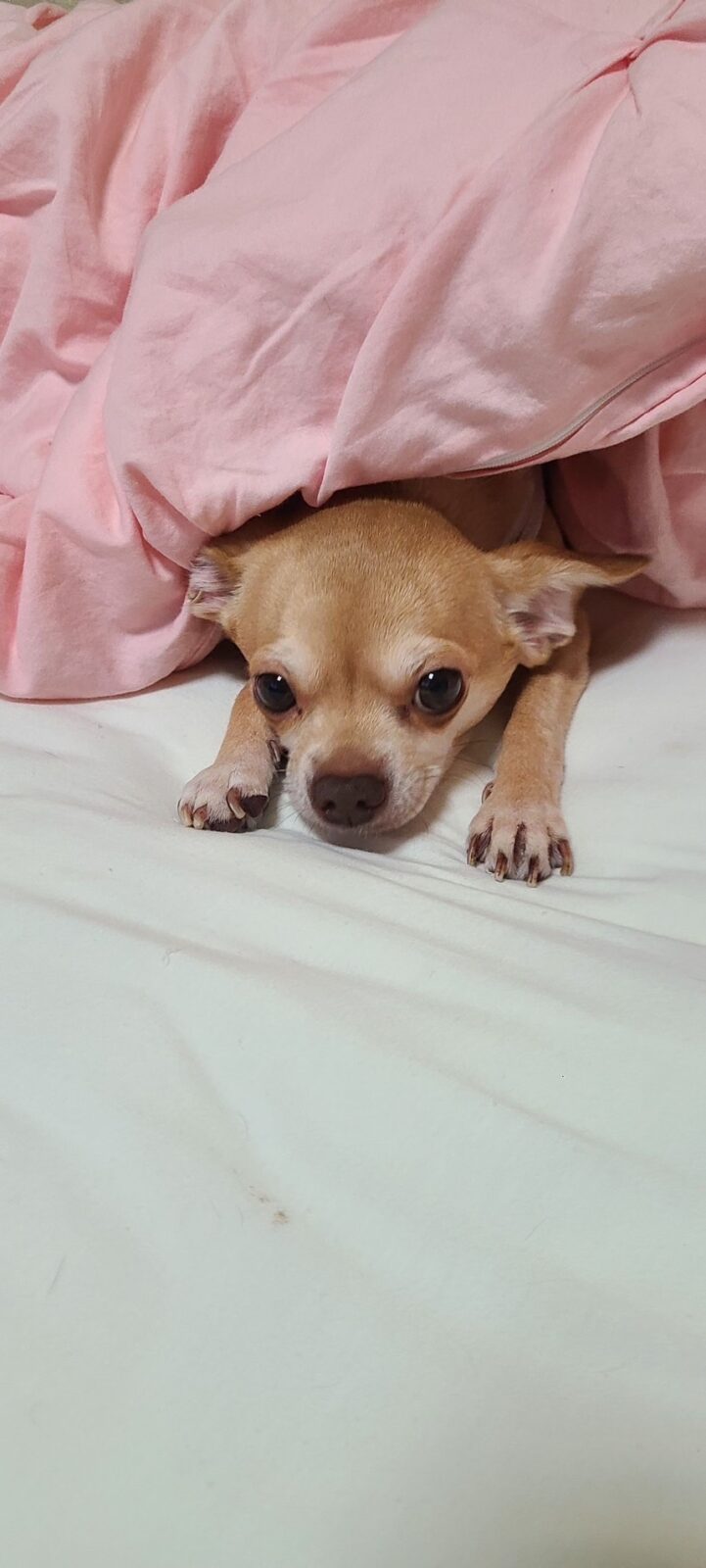 🐶ミックスワンコ兄弟🐶