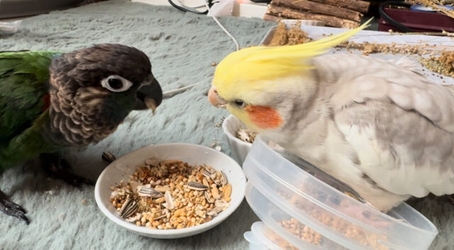 【バードシッター】ウロコインコのアンコくん