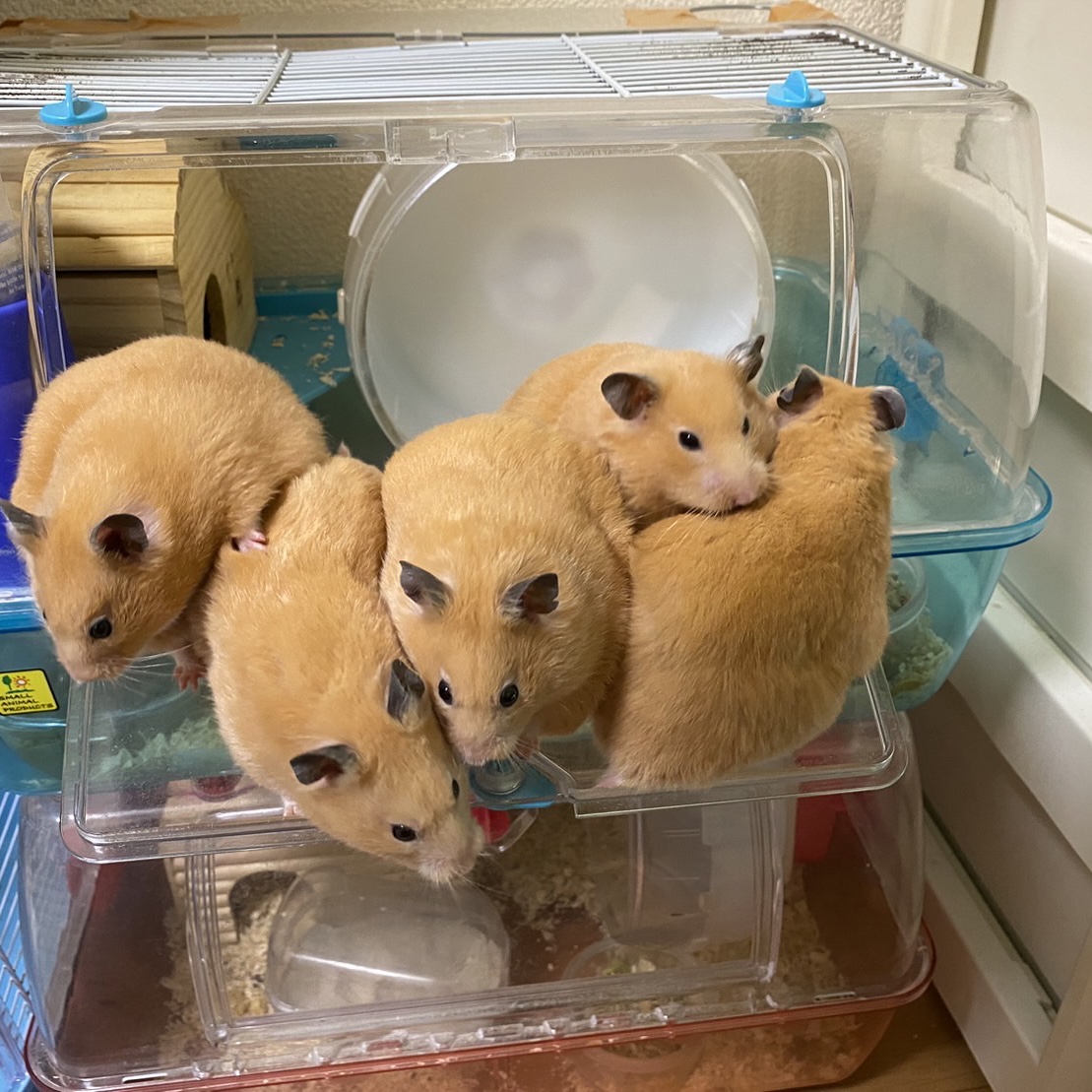 🐹ファミリー🐹