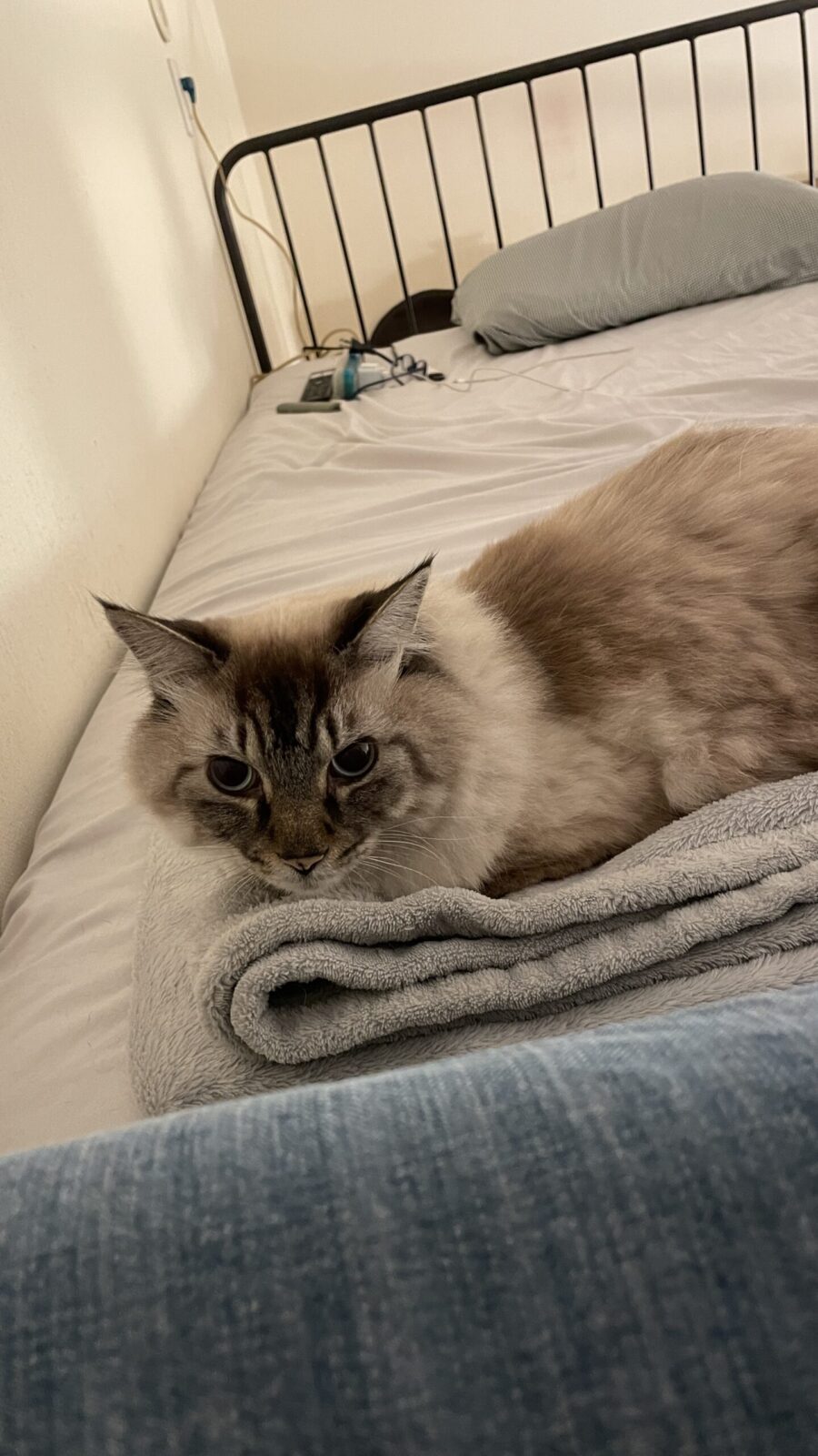 🐱お久しぶり🐱