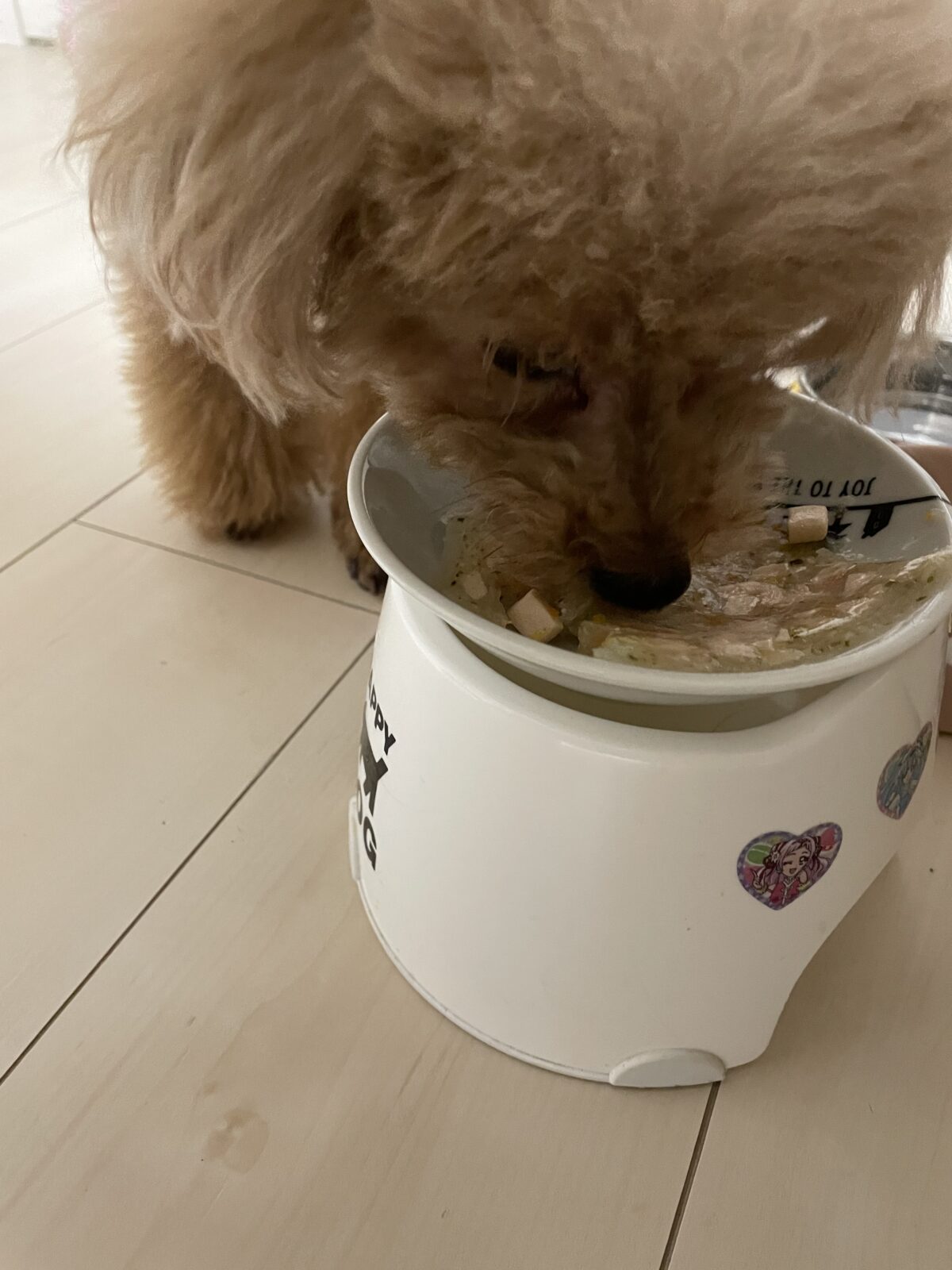 年末年始特集　船橋市のアンズちゃん、マロン君、モモちゃんそっくリーズのお留守番♪