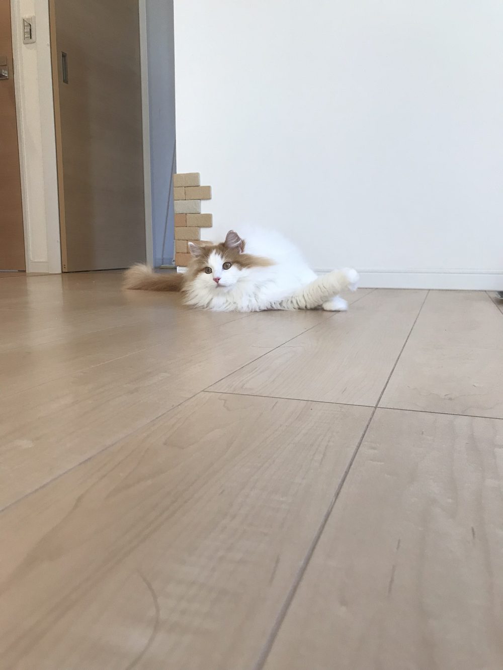 船橋市のポロン君と年末年始をお留守番(=^・・^=)